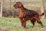 SETTER IRLANDAIS 537
